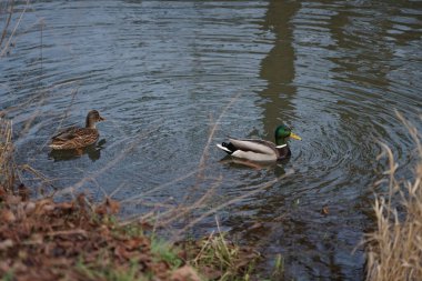 Dişi ve erkek yaban ördekleri Ocak ayında Wuhle Nehri boyunca yüzerler. Yaban ördeği (