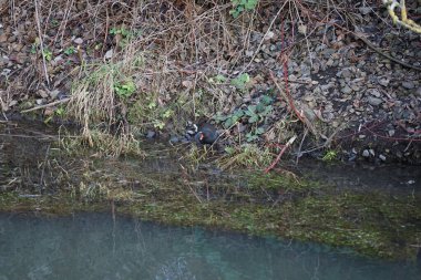 Gallinula kloropusu Ocak ayında dar Wuhle nehrinin yakınında yaşar. Dağ tavuğu (