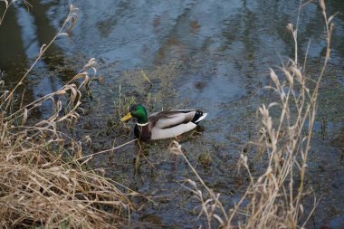 Erkek bir yaban ördeği Ocak ayında Wuhle Nehri boyunca yüzer. Yaban ördeği (