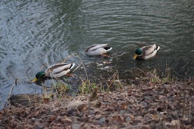 Mallard ördekleri Ocak ayında Wuhle Nehri boyunca yüzerler. Yaban ördeği (