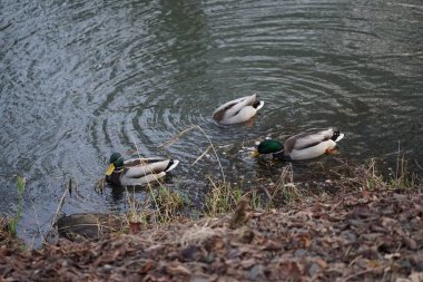 Mallard ördekleri Ocak ayında Wuhle Nehri boyunca yüzerler. Yaban ördeği (