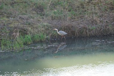 Gri balıkçıl Mart ayında Wuhle Nehri 'nde yaşar. Ardea cinerea balıkçılgiller (Ardeidae) familyasından yırtıcı bir kuş türü. Berlin, Almanya, Avrupa. 
