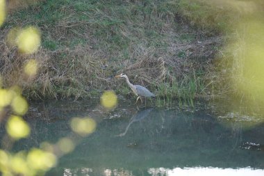 Gri balıkçıl Mart ayında Wuhle Nehri 'nde yaşar. Ardea cinerea balıkçılgiller (Ardeidae) familyasından yırtıcı bir kuş türü. Berlin, Almanya, Avrupa. 