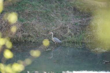 Gri balıkçıl Mart ayında Wuhle Nehri 'nde yaşar. Ardea cinerea balıkçılgiller (Ardeidae) familyasından yırtıcı bir kuş türü. Berlin, Almanya, Avrupa. 