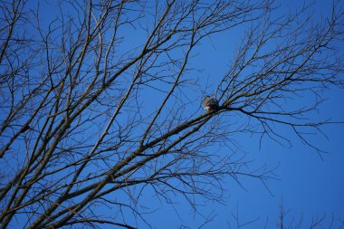 Mart ayında bir Columba palumbus kuşu bir ağaç dalında oturur. Kolomb palumbus güvercini güvercin ve güvercin familyasının büyük bir türüdür. Berlin, Almanya, Avrupa. 