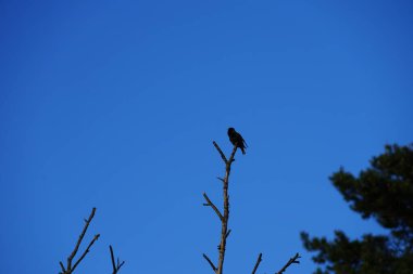 Mart ayında bir Sturnus vulgaris kuşu bir ağaç dalında oturur. Sığırcıkgiller (Sturnus vulgaris), sığırcıkgiller (Sturnidae) familyasından bir sığırcık türü. Berlin, Almanya, Avrupa. 