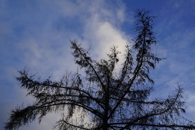 Larix desidua şubatta büyür. Larix desidua, karaçam (