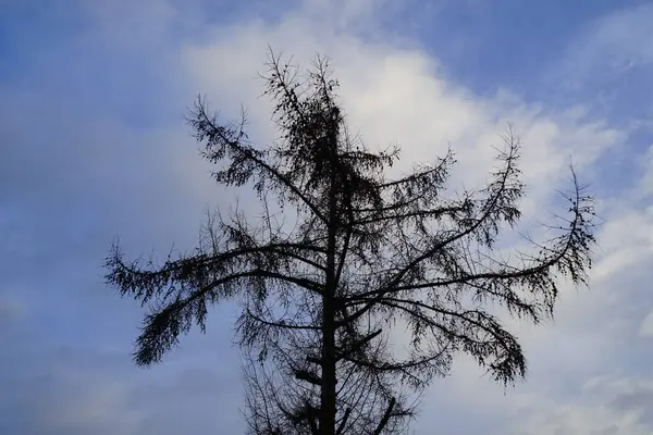 Larix desidua şubatta büyür. Larix desidua, karaçam (