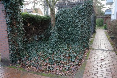 Her zaman yeşil olan Hedera sarmalı şubatta büyür. Hedera sarmaşığı (İngilizce: 