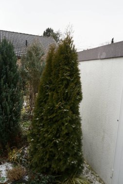 Chamaecyparis lawsoniana 'Pamuk Prenses', Juniperus scopulorum 'Blue Arrow' ve Thuja occidentalis 'Smaragd' şubatta büyür. Chamaecyparis lawsoniana, Port Orford sedar veya Lawson selvi, kozalaklı ağaç. Berlin, Almanya, Avrupa.