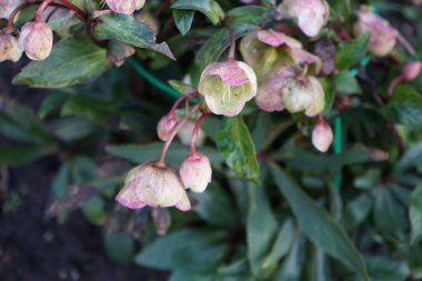 Helleborus Sahinii 'Winterbells' şubat ayında çiçek açar. Ranunculaceae familyasından H niger + H foetidus adında çok dayanıklı bir melez. Berlin, Almanya, Avrupa. 