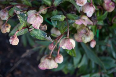 Helleborus Sahinii 'Winterbells' şubat ayında çiçek açar. Ranunculaceae familyasından H niger + H foetidus adında çok dayanıklı bir melez. Berlin, Almanya, Avrupa. 