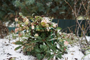 Helleborus Sahinii 'Winterbells' şubat ayında bahçede kar altında çiçek açar. Ranunculaceae familyasından H niger + H foetidus adında çok dayanıklı bir melez. Berlin, Almanya, Avrupa. 