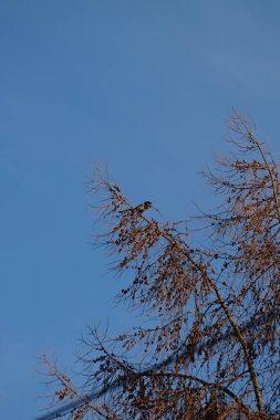 Ocak ayında bir Pica pica kuşu bir Larix desidua ağacına oturur. Avrasya saksağanı, yaygın saksağan, Pica pica, karga familyasındaki birkaç kuştan biridir. Berlin, Almanya, Avrupa.                                