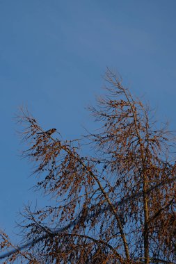Ocak ayında bir Pica pica kuşu bir Larix desidua ağacına oturur. Avrasya saksağanı, yaygın saksağan, Pica pica, karga familyasındaki birkaç kuştan biridir. Berlin, Almanya, Avrupa.                                