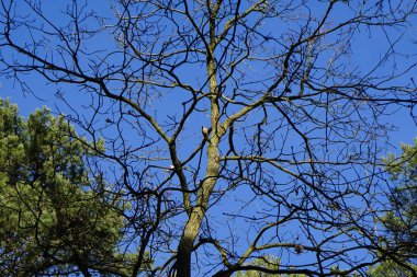 Bir Dendrocopos büyük vuruşu. Pinetorum ağaçkakanı Şubat ayında vahşi doğada bir Quercus soyguncusu ağacının dalına tünemiş. Büyük benekli ağaçkakan, Dendrocopos Major, fareli köyün siyah beyaz tüylü, orta büyüklükte bir ağaçkakandır. Berlin, Almanya.      