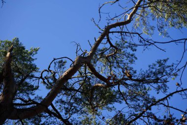 Bir Dendrocopos büyük vuruşu. Pinetorum ağaçkakanı şubatta vahşi doğada bir Pinus Sylvestris ağacının dalına tünemiş. Büyük benekli ağaçkakan, Dendrocopos major, fareli köyün siyah ve beyaz tüyleriyle orta büyüklükte bir ağaçkakandır..  