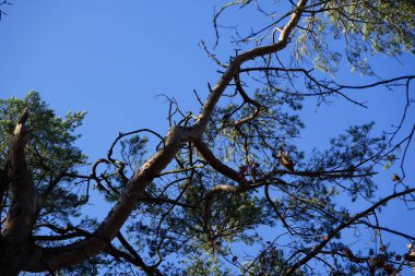Bir Dendrocopos büyük vuruşu. Pinetorum ağaçkakanı şubatta vahşi doğada bir Pinus Sylvestris ağacının dalına tünemiş. Büyük benekli ağaçkakan, Dendrocopos major, fareli köyün siyah ve beyaz tüyleriyle orta büyüklükte bir ağaçkakandır..  