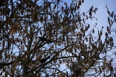 Turdus merula kuşları Şubat ayında vahşi doğada Corylus colurna ağacının dallarında otururlar. Karatavuk kuşu, Turdus merula, gerçek ardıç kuşunun bir türüdür. Berlin, Almanya, Avrupa.  