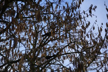 Turdus merula kuşları Şubat ayında vahşi doğada Corylus colurna ağacının dallarında otururlar. Karatavuk kuşu, Turdus merula, gerçek ardıç kuşunun bir türüdür. Berlin, Almanya, Avrupa.  
