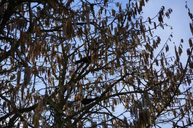 Turdus merula kuşları Şubat ayında vahşi doğada Corylus colurna ağacının dallarında otururlar. Karatavuk kuşu, Turdus merula, gerçek ardıç kuşunun bir türüdür. Berlin, Almanya, Avrupa.  