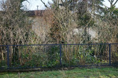 Şubat ayında çitin üzerinde oturan bir Turdus Merula kuşu. Karatavuk kuşu, Turdus merula, gerçek ardıç kuşunun bir türüdür. Berlin, Almanya, Avrupa.