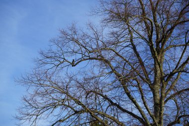 Şubat ayında bir Corvus Cornix kuşu bir ağaç dalında oturur. Kukuletalı karga (