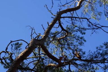 Bir Dendrocopos büyük vuruşu. Pinetorum ağaçkakanı şubatta vahşi doğada bir Pinus Sylvestris ağacının dalına tünemiş. Büyük benekli ağaçkakan, Dendrocopos major, fareli köyün siyah ve beyaz tüyleriyle orta büyüklükte bir ağaçkakandır..                    
