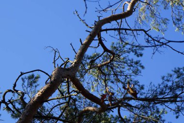 Bir Dendrocopos büyük vuruşu. Pinetorum ağaçkakanı şubatta vahşi doğada bir Pinus Sylvestris ağacının dalına tünemiş. Büyük benekli ağaçkakan, Dendrocopos major, fareli köyün siyah ve beyaz tüyleriyle orta büyüklükte bir ağaçkakandır..                    