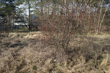 Rosa Dumalis ve meyveleri şubatta yetişiyor. Rosa Dumalis, Rosaceae familyasından bir gül türüdür. Berlin, Almanya, Avrupa. 