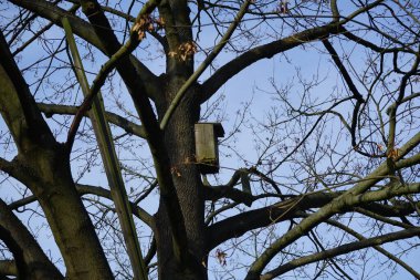 Şubat ayında bir kuş evi bir ağaç gövdesine asılır. Yuva kutusu, yuva yuvası, kuş yuvası, kuş yuvası, kuş yuvası, hayvanların yuva yapması için insan yapımı bir muhafazadır. Berlin, Almanya, Avrupa. 