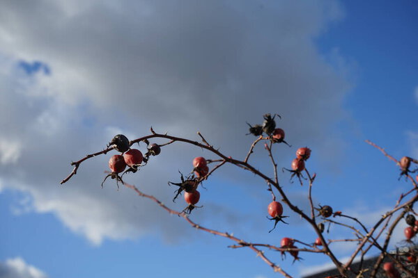 Роза кустарниковая с фруктами растет в феврале. Rosa dumalis, сияющая собачья роза, является одним из видов роз семейства Rosaceae. Берлин, Германия, Европа. 