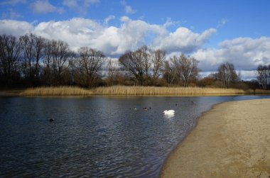 Şubat ayında Kaulsdorfer Baggersee dinlenme bölgesinde Habermannsee boyunca yüzen dilsiz bir kuğu, Cygnus olor ve Avrasyalı öküzler Fulica atra. Dilsiz kuğu (