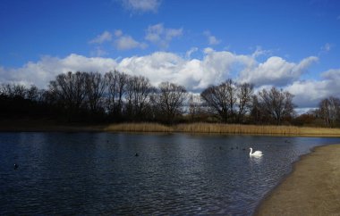 Şubat ayında Kaulsdorfer Baggersee dinlenme bölgesinde Habermannsee boyunca yüzen dilsiz bir kuğu, Cygnus olor ve Avrasyalı öküzler Fulica atra. Dilsiz kuğu (
