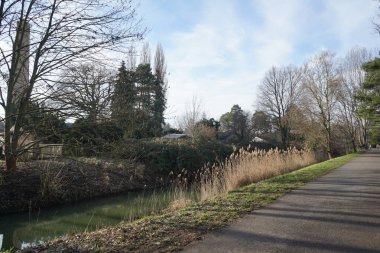 Phragmites australis grows in February near the Wuhle river. Phragmites australis, the common reed, is a widely distributed wetland grass in the family Poaceae. Berlin, Germany, Europe. 