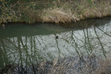 Gallinula kloropus su kuşu Şubat ayında Dar Wuhle nehrinin yakınında yaşar. Bozkır tavuğu (