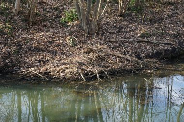The beaver's house is located on the Wuhle River near the shore in February. The Eurasian beaver, Castor fiber or European beaver is a species of beaver. Berlin, Germany, Europe.