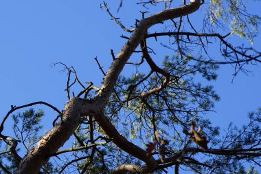Bir Dendrocopos büyük vuruşu. Pinetorum ağaçkakanı şubatta vahşi doğada bir Pinus Sylvestris ağacının dalına tünemiş. Büyük benekli ağaçkakan, Dendrocopos major, fareli köyün siyah ve beyaz tüyleriyle orta büyüklükte bir ağaçkakandır..  