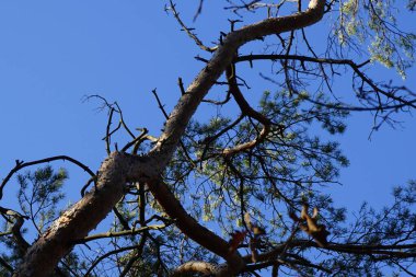 Bir Dendrocopos büyük vuruşu. Pinetorum ağaçkakanı şubatta vahşi doğada bir Pinus Sylvestris ağacının dalına tünemiş. Büyük benekli ağaçkakan, Dendrocopos major, fareli köyün siyah ve beyaz tüyleriyle orta büyüklükte bir ağaçkakandır..  