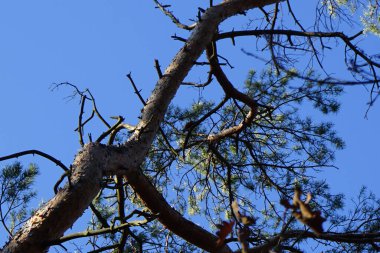 Bir Dendrocopos büyük vuruşu. Pinetorum ağaçkakanı şubatta vahşi doğada bir Pinus Sylvestris ağacının dalına tünemiş. Büyük benekli ağaçkakan, Dendrocopos major, fareli köyün siyah ve beyaz tüyleriyle orta büyüklükte bir ağaçkakandır..  