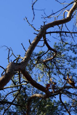 Bir Dendrocopos büyük vuruşu. Pinetorum ağaçkakanı şubatta vahşi doğada bir Pinus Sylvestris ağacının dalına tünemiş. Büyük benekli ağaçkakan, Dendrocopos major, fareli köyün siyah ve beyaz tüyleriyle orta büyüklükte bir ağaçkakandır..  