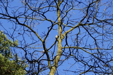 Bir Dendrocopos büyük vuruşu. Pinetorum ağaçkakanı Şubat ayında vahşi doğada bir Quercus soyguncusu ağacının dalına tünemiş. Büyük benekli ağaçkakan, Dendrocopos Major, fareli köyün siyah beyaz tüylü, orta büyüklükte bir ağaçkakandır. Berlin, Almanya. 