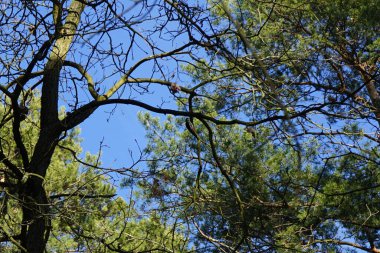 Bir Dendrocopos büyük vuruşu. Pinetorum ağaçkakanı Şubat ayında vahşi doğada bir Quercus soyguncusu ağacının dalına tünemiş. Büyük benekli ağaçkakan, Dendrocopos Major, fareli köyün siyah beyaz tüylü, orta büyüklükte bir ağaçkakandır. Berlin, Almanya. 