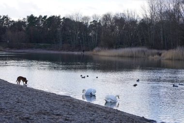 Eurasian coots Fulica atra, mute swans Cygnus olor, mallards Anas platyrhynchos, and a Belgian Shepherd Malinois type are found in the vicinity of Habermannsee in the Kaulsdorfer Baggersee recreation area in February. Berlin, Germany, Europe.