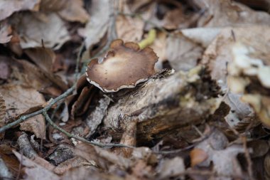 Lentinus Brumalis mantarı Şubat ayında ormanda bir kütükte yetişiyor. Lentinus brumalis, Polyporaceae familyasından yenmeyen bir mantar türüdür. Berlin, Almanya, Avrupa.