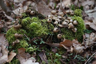 Apioperdon piriforması Şubat ayında ormanda eski bir ağaçta yetişir. Armut tüyü (