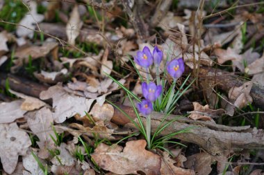 Crocus tommasinianus blooms with purple flowers among fallen leaves in February. Crocus tommasinianus, the woodland-, early-, or Tommasini's crocus, is a cormous perennial of the genus Crocus. Berlin, Germany, Europe.