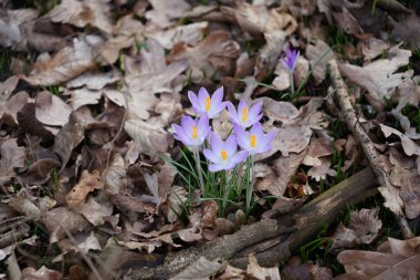 Crocus tommasinianus blooms with purple flowers among fallen leaves in February. Crocus tommasinianus, the woodland-, early-, or Tommasini's crocus, is a cormous perennial of the genus Crocus. Berlin, Germany, Europe.