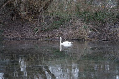 A mute swan swims along the Wuhlesee or Wuhlebecken in February. The mute swan, Cygnus olor, is a species of swan and a member of the waterfowl family Anatidae. Marzahn-Hellersdorf, Berlin, Germany, Europe. 