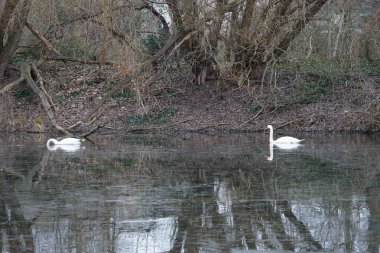 Güzel beyaz dilsiz kuğular Şubat ayında Wuhlebecken veya Wuhlebecken boyunca yüzerler. Dilsiz kuğu (